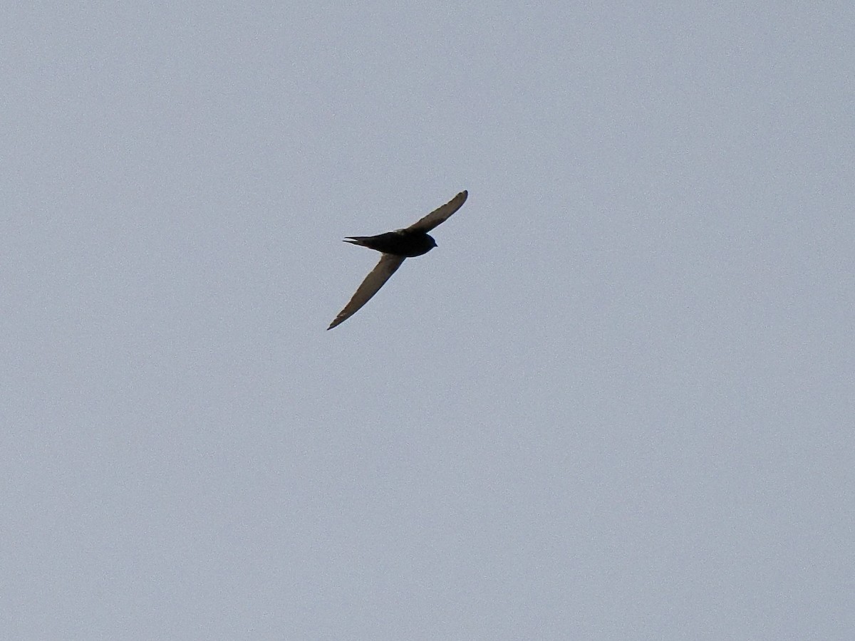 White-rumped Swift - Gabriel Willow