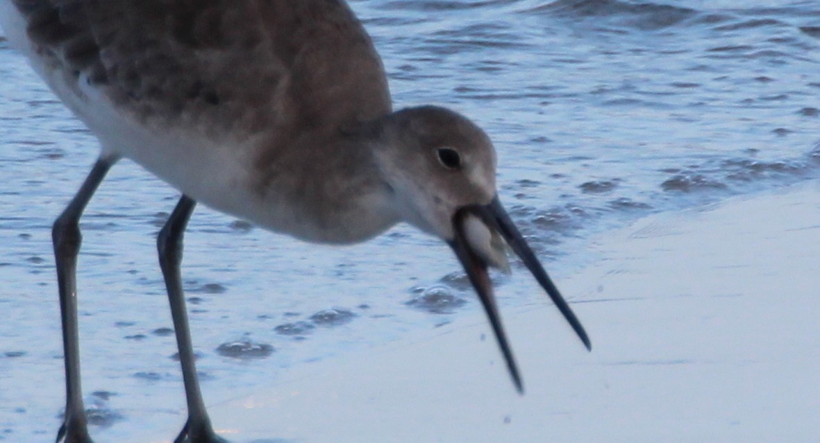 Willet (Western) - Gary Leavens