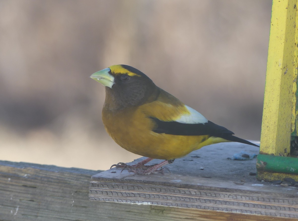 Evening Grosbeak - ML617994378