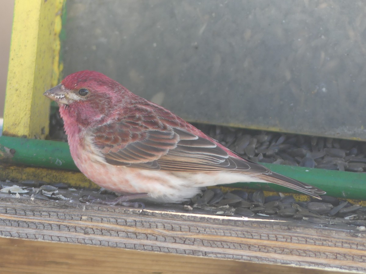 Purple Finch - ML617994384