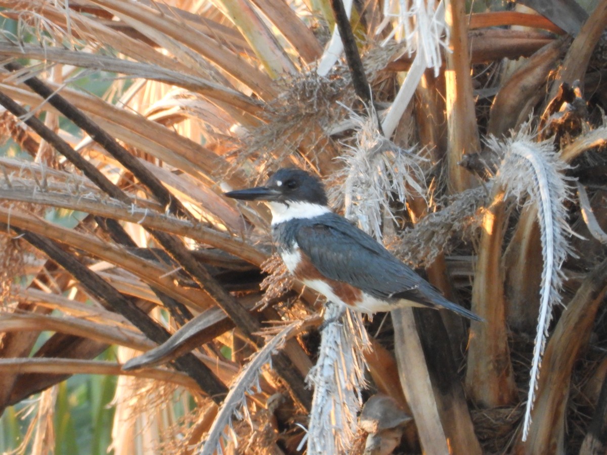 Belted Kingfisher - ML617994393