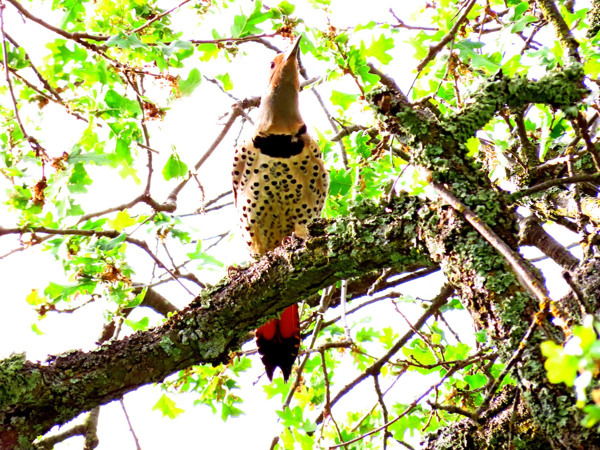 Northern Flicker - Suzanne Hutchinson