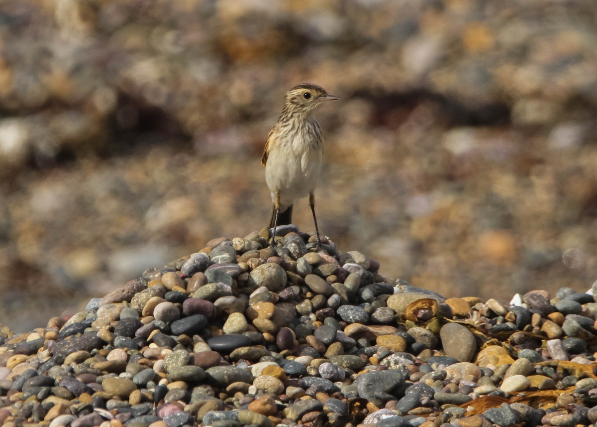 Spectacled Tyrant - ML617994487