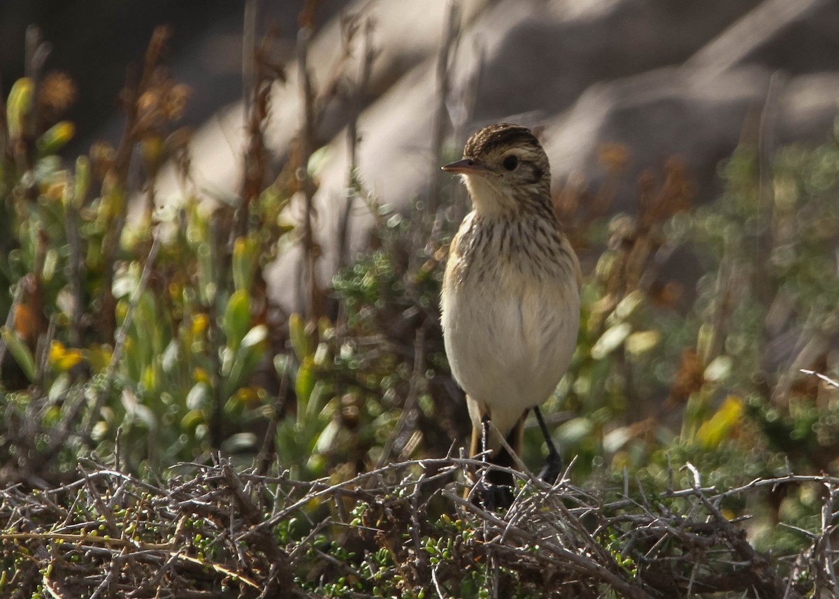 Spectacled Tyrant - ML617994490