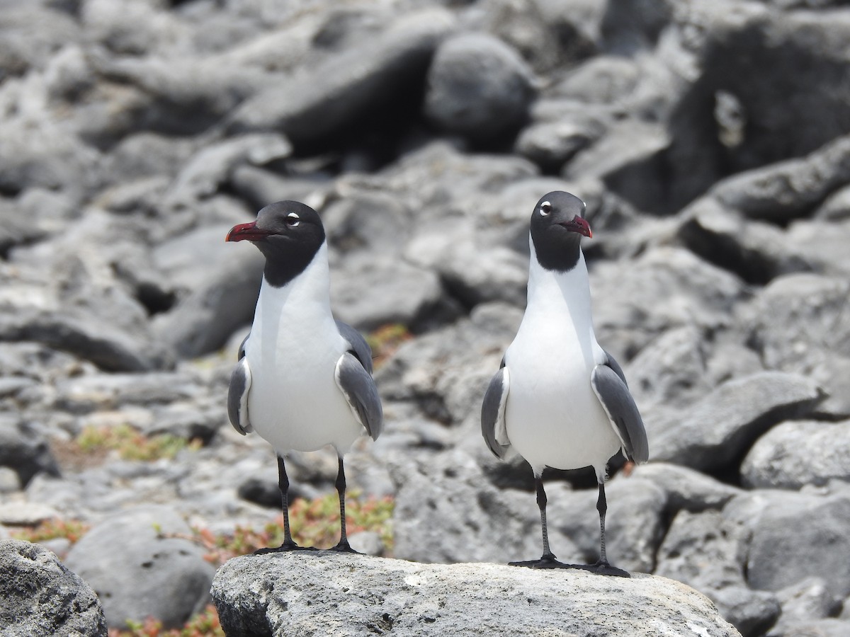 Laughing Gull - Javier A.V. Diaz