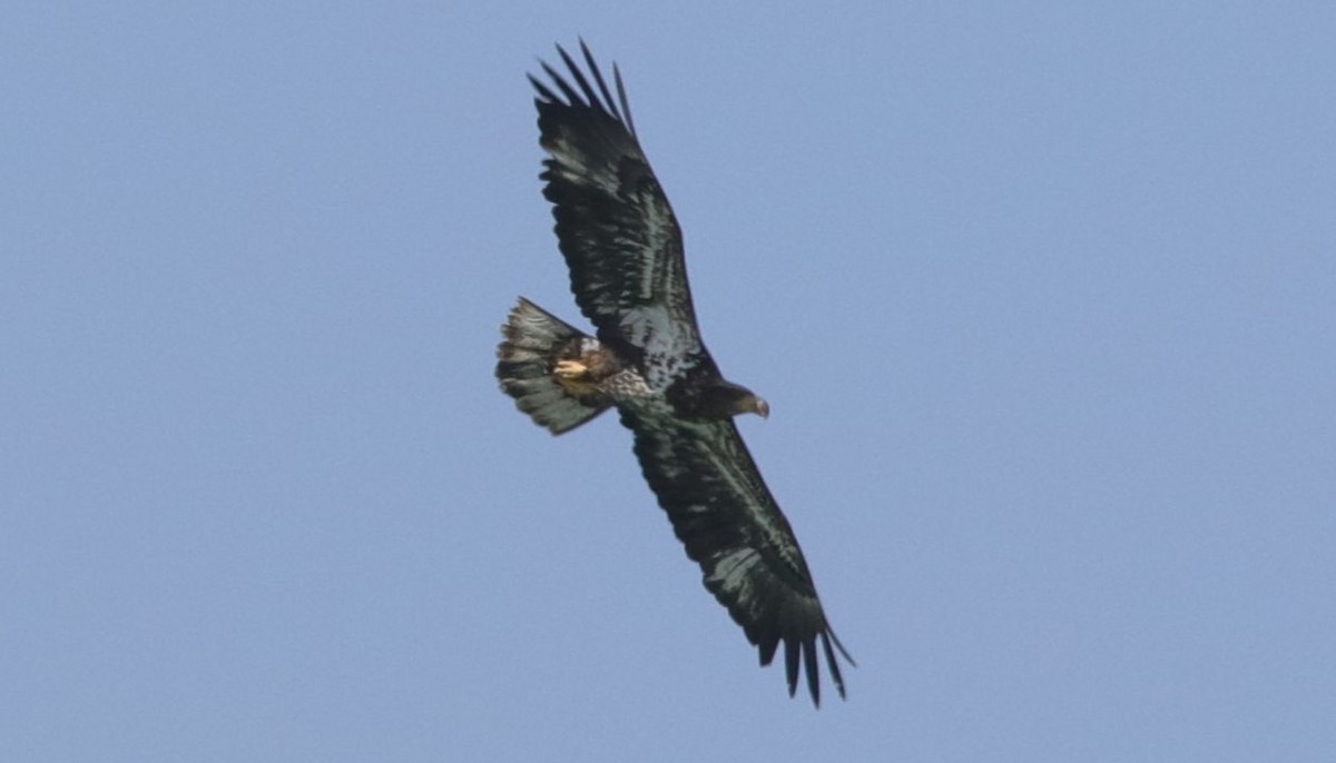 Bald Eagle - ML617994532