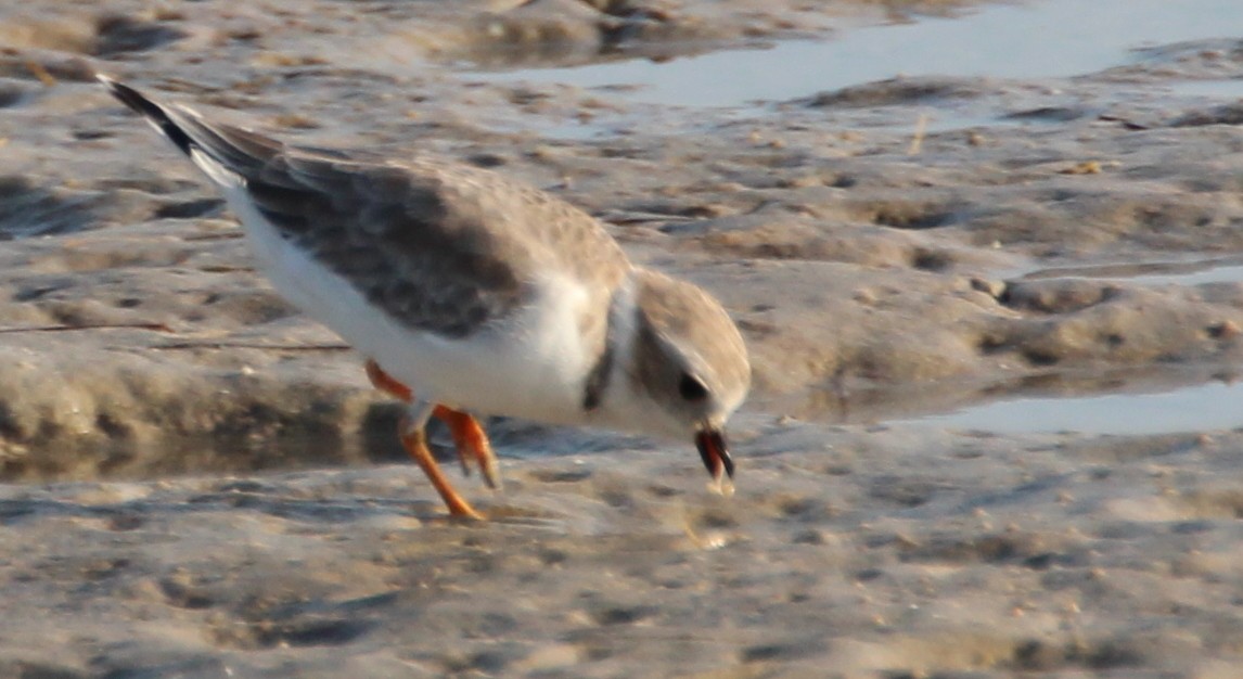 Piping Plover - Gary Leavens