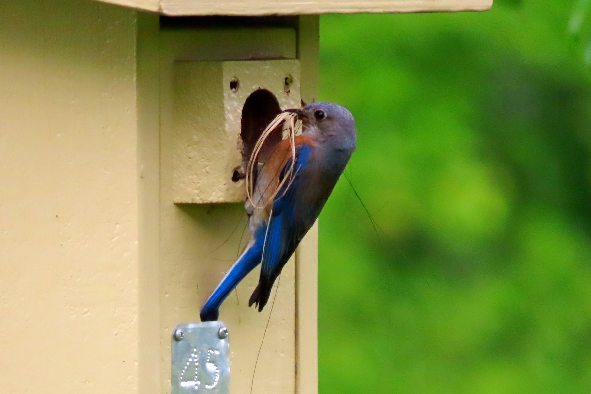 Western Bluebird - ML617994575