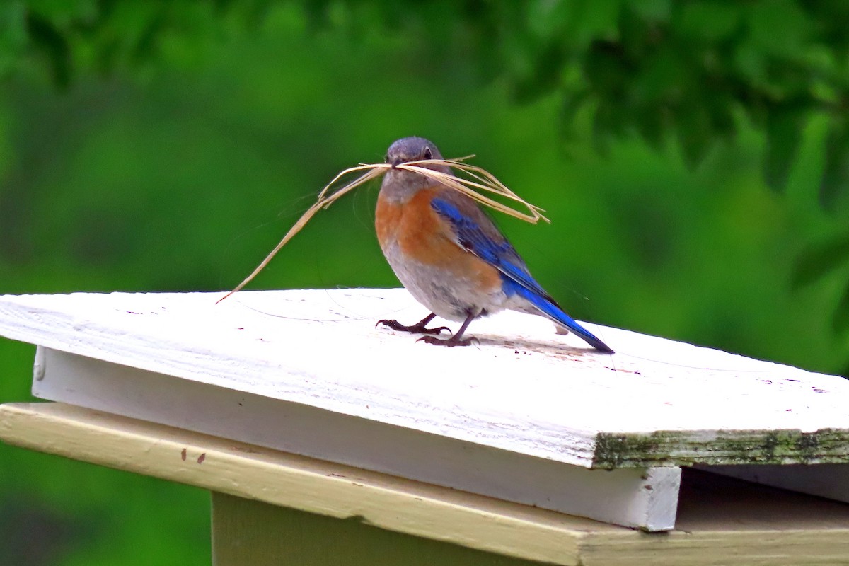 Western Bluebird - ML617994577