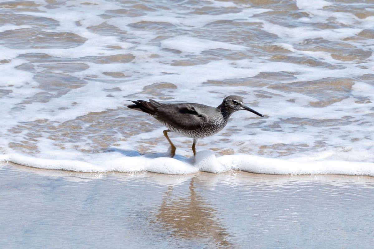 Wandering Tattler - ML617994586