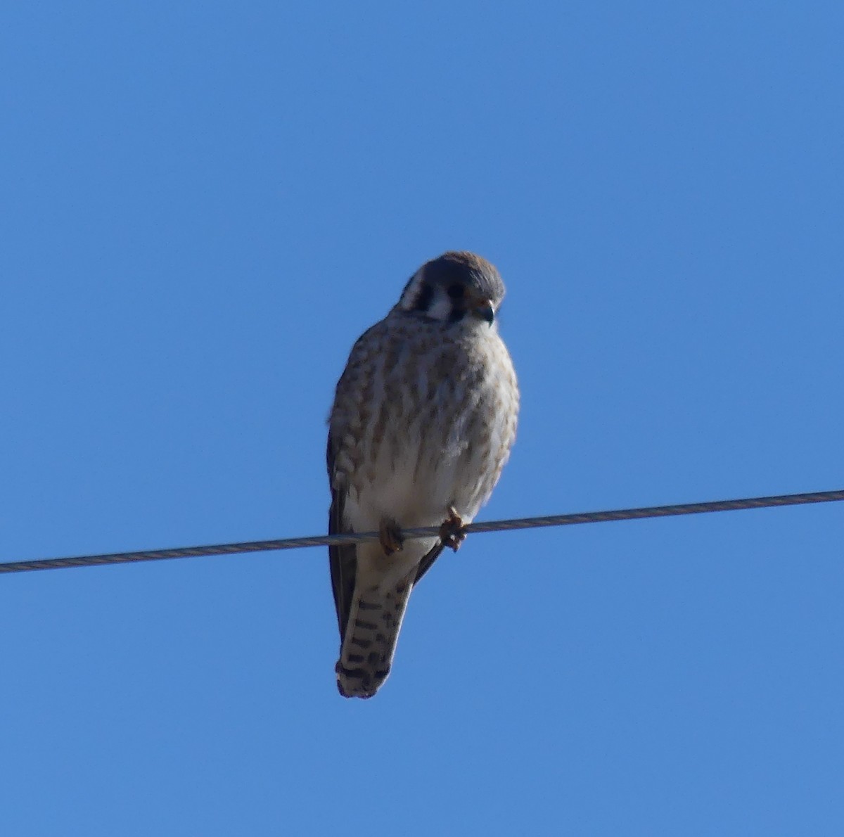 American Kestrel (Northern) - ML617994592