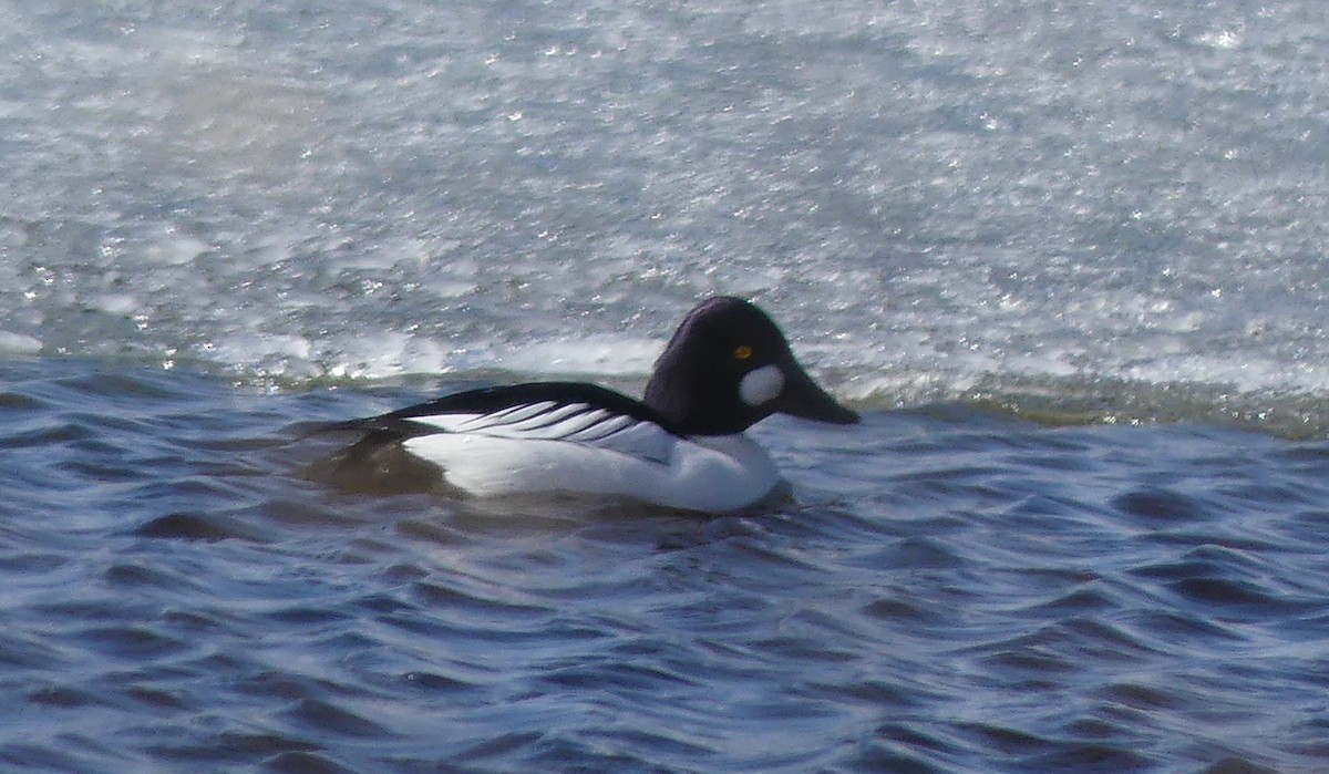 Common Goldeneye - ML617994599