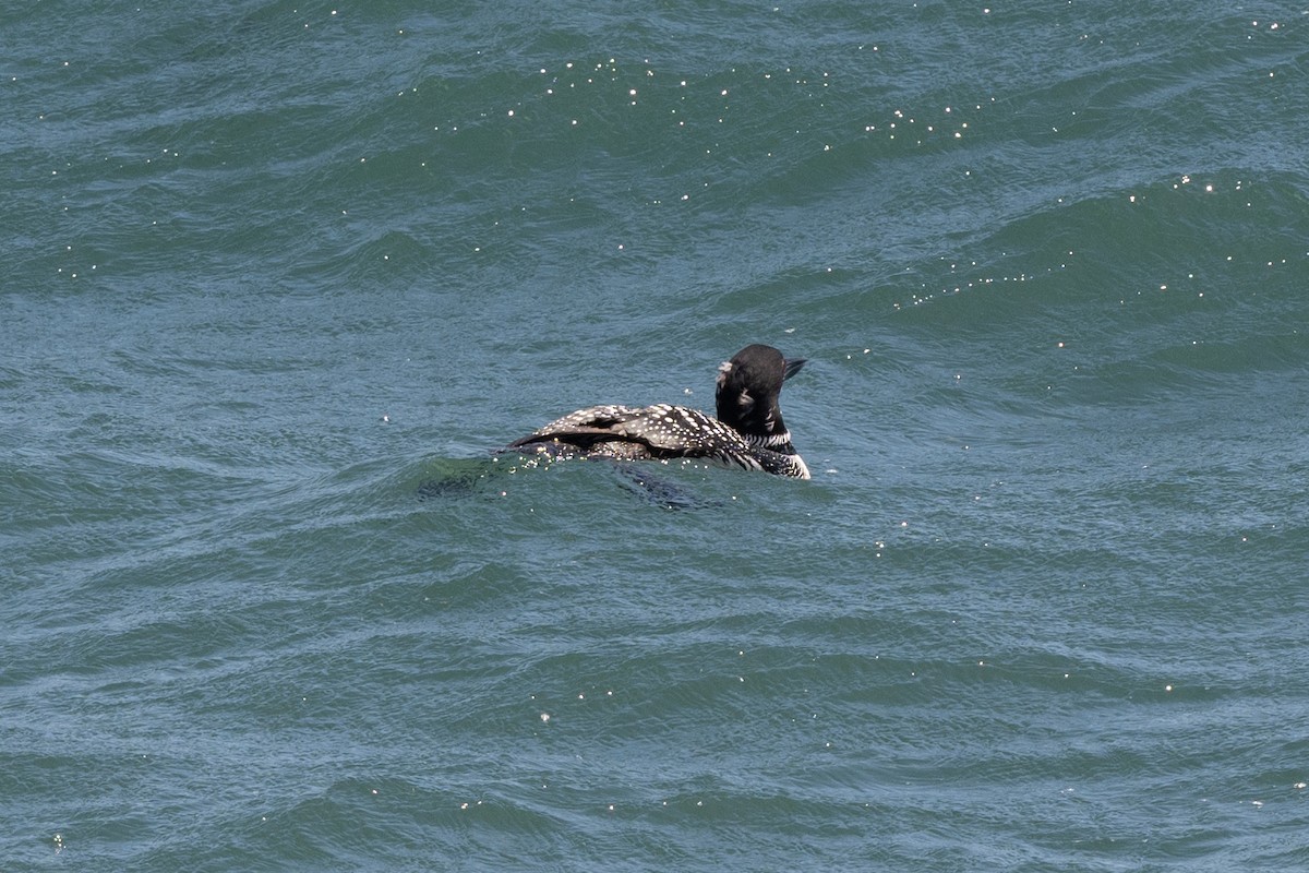 Common Loon - ML617994612