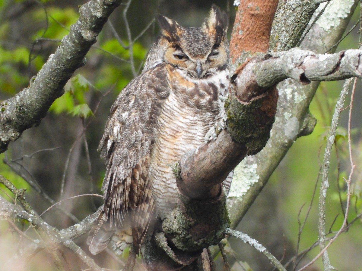 Great Horned Owl - ML617994627