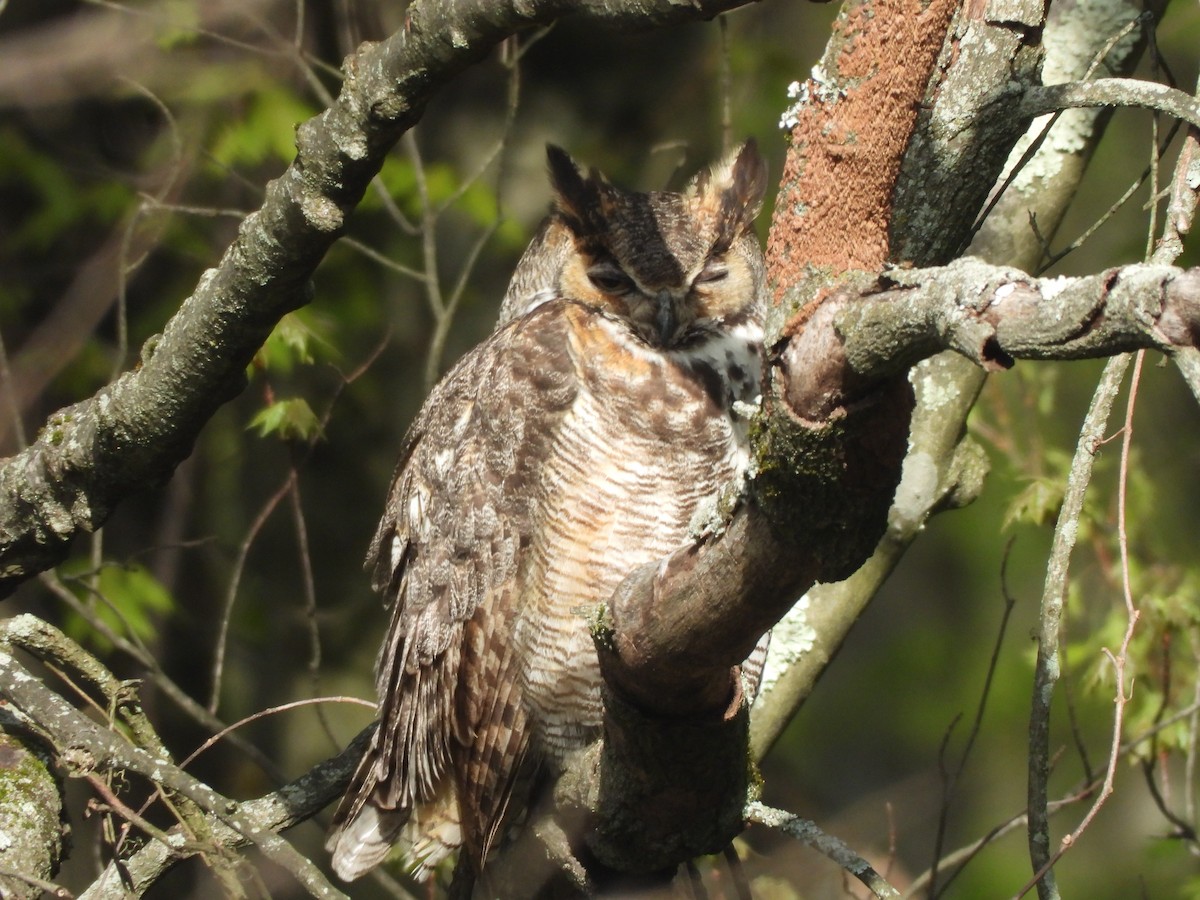 Great Horned Owl - ML617994629