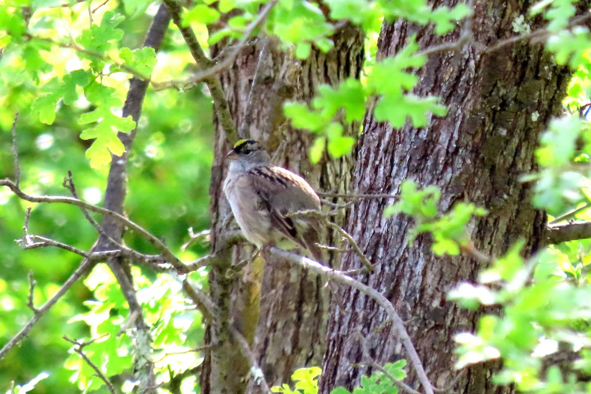 Golden-crowned Sparrow - ML617994634