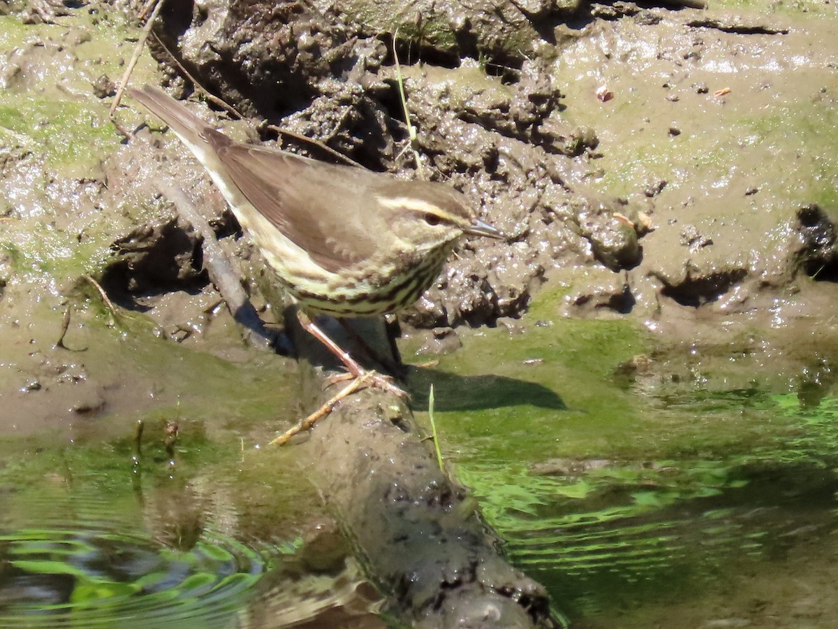 Northern Waterthrush - ML617994654