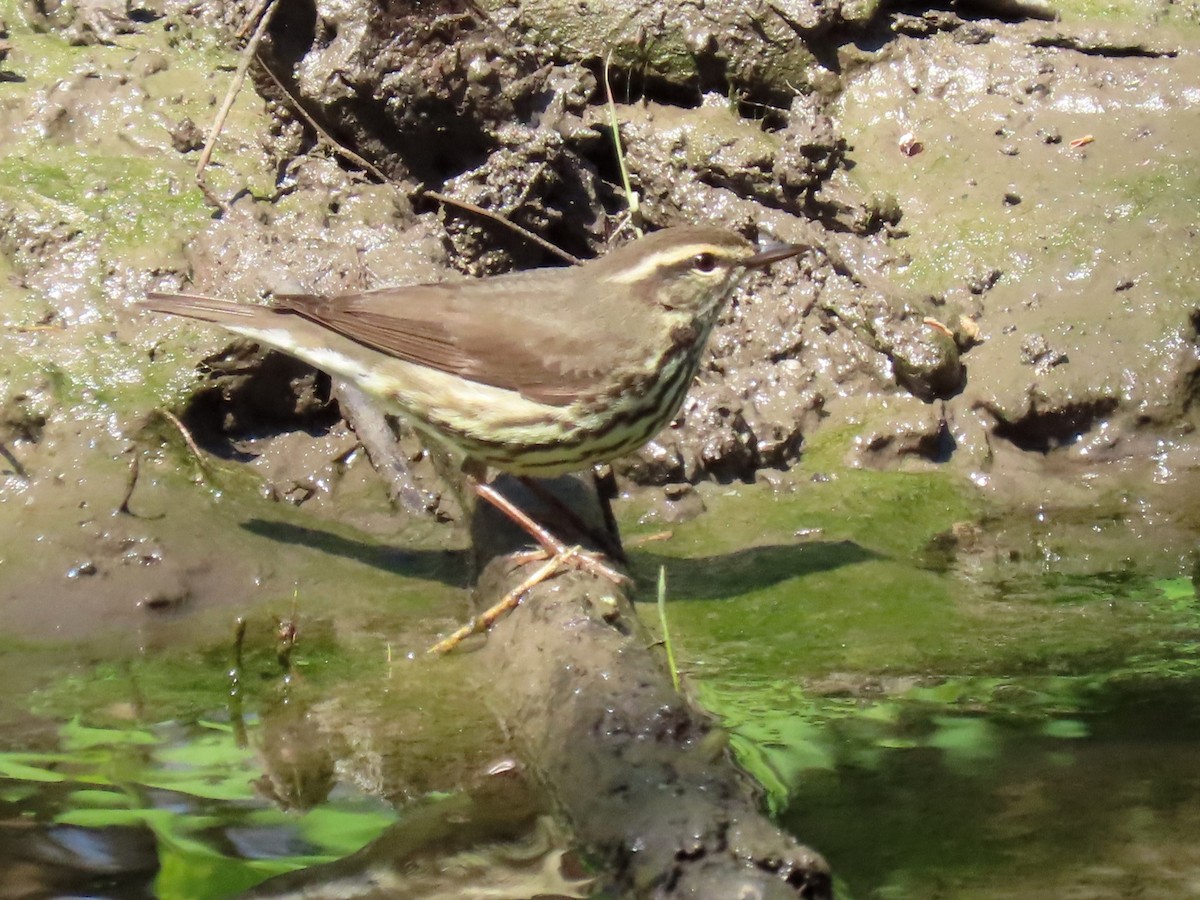 Northern Waterthrush - ML617994656