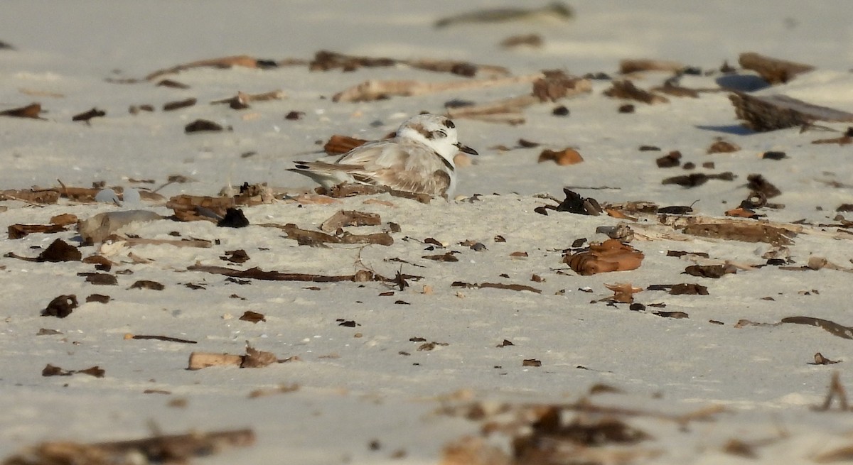 Snowy Plover - Martha Sheldon