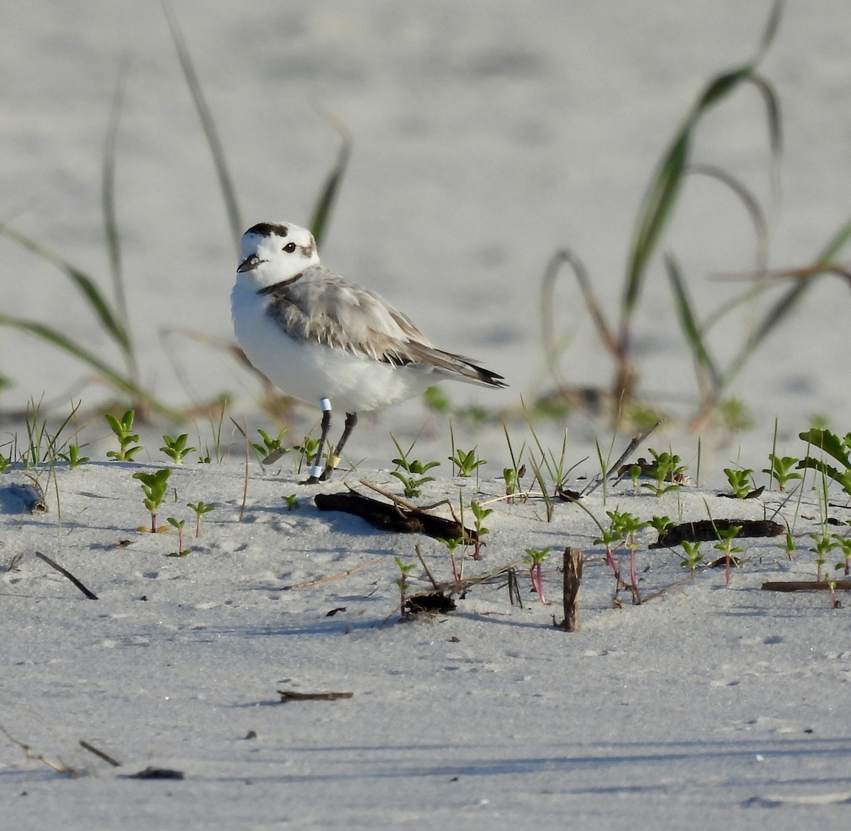 Snowy Plover - ML617994660