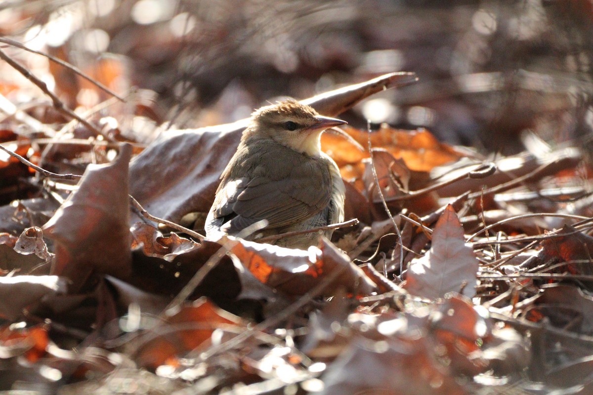 Swainson's Warbler - ML617994680