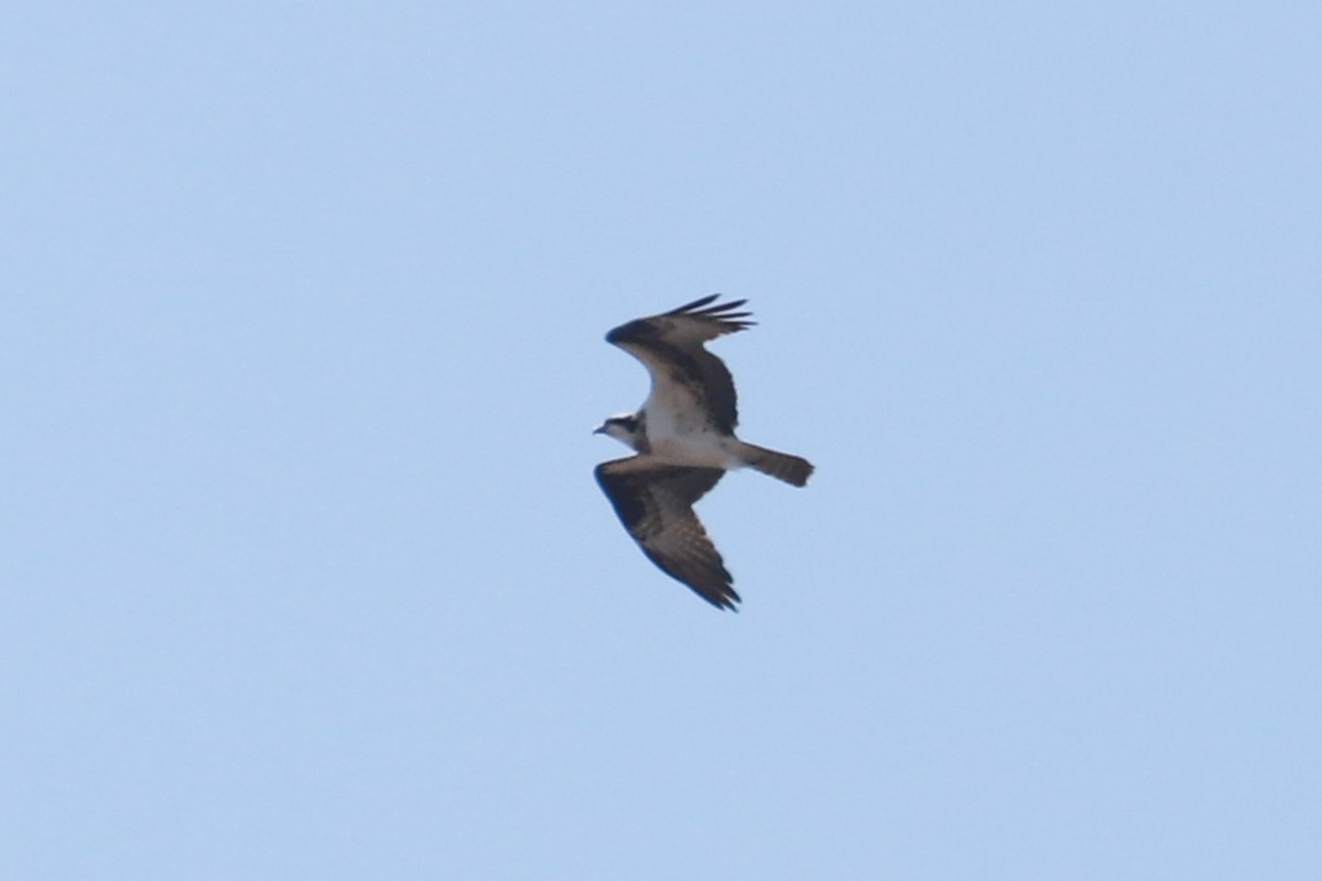 Osprey - Debra Rittelmann