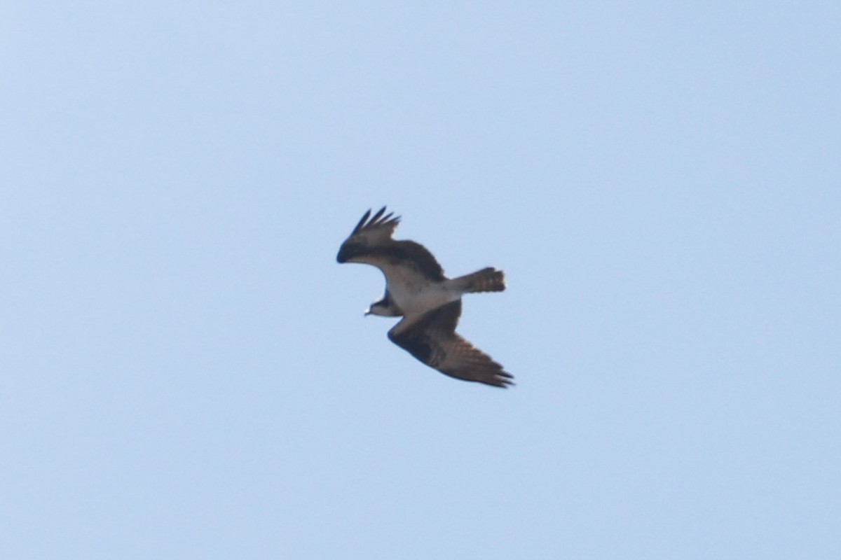 Águila Pescadora - ML617994689