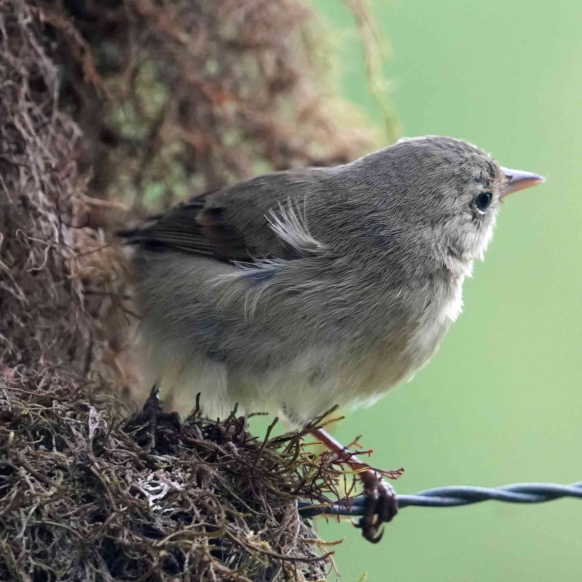 Green Warbler-Finch - ML617994693