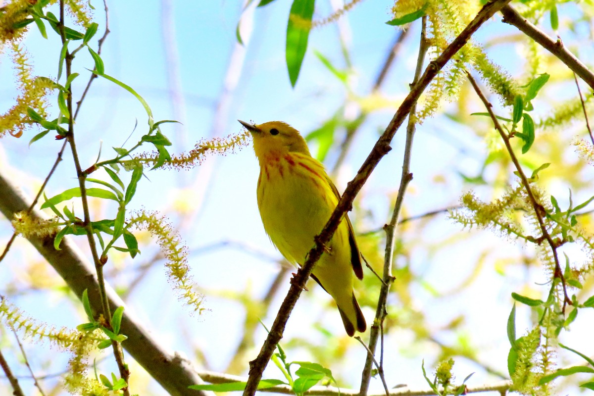 Yellow Warbler - ML617994696