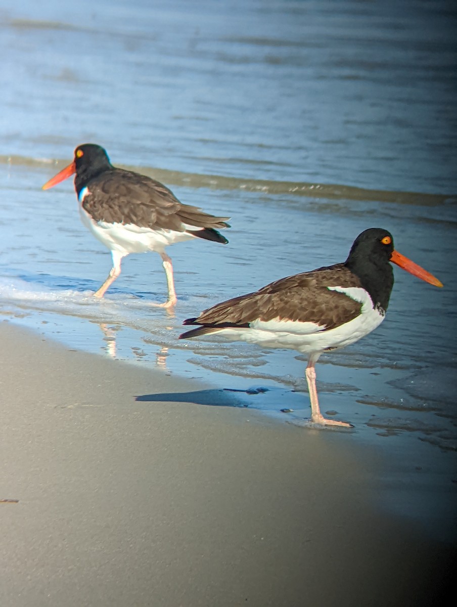 American Oystercatcher - Jack N