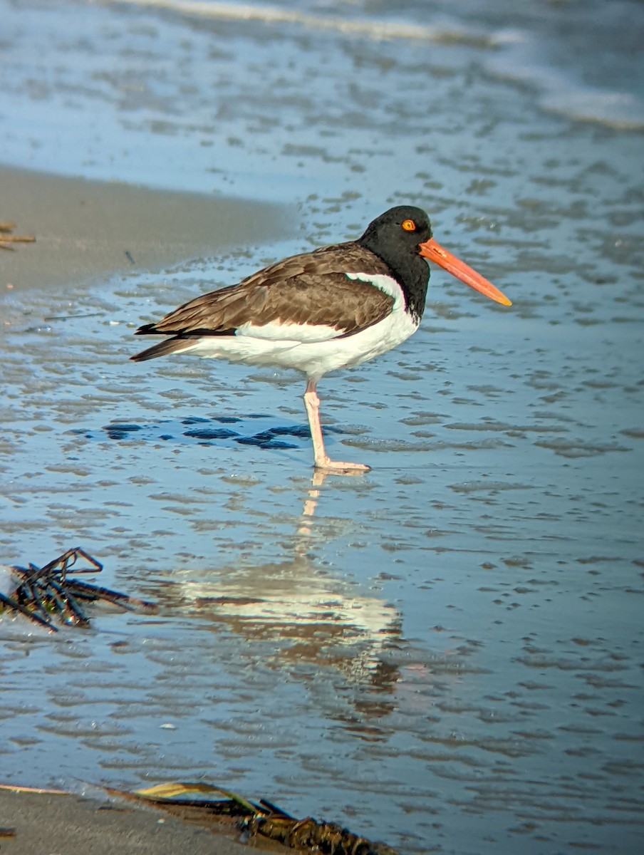 American Oystercatcher - Jack N