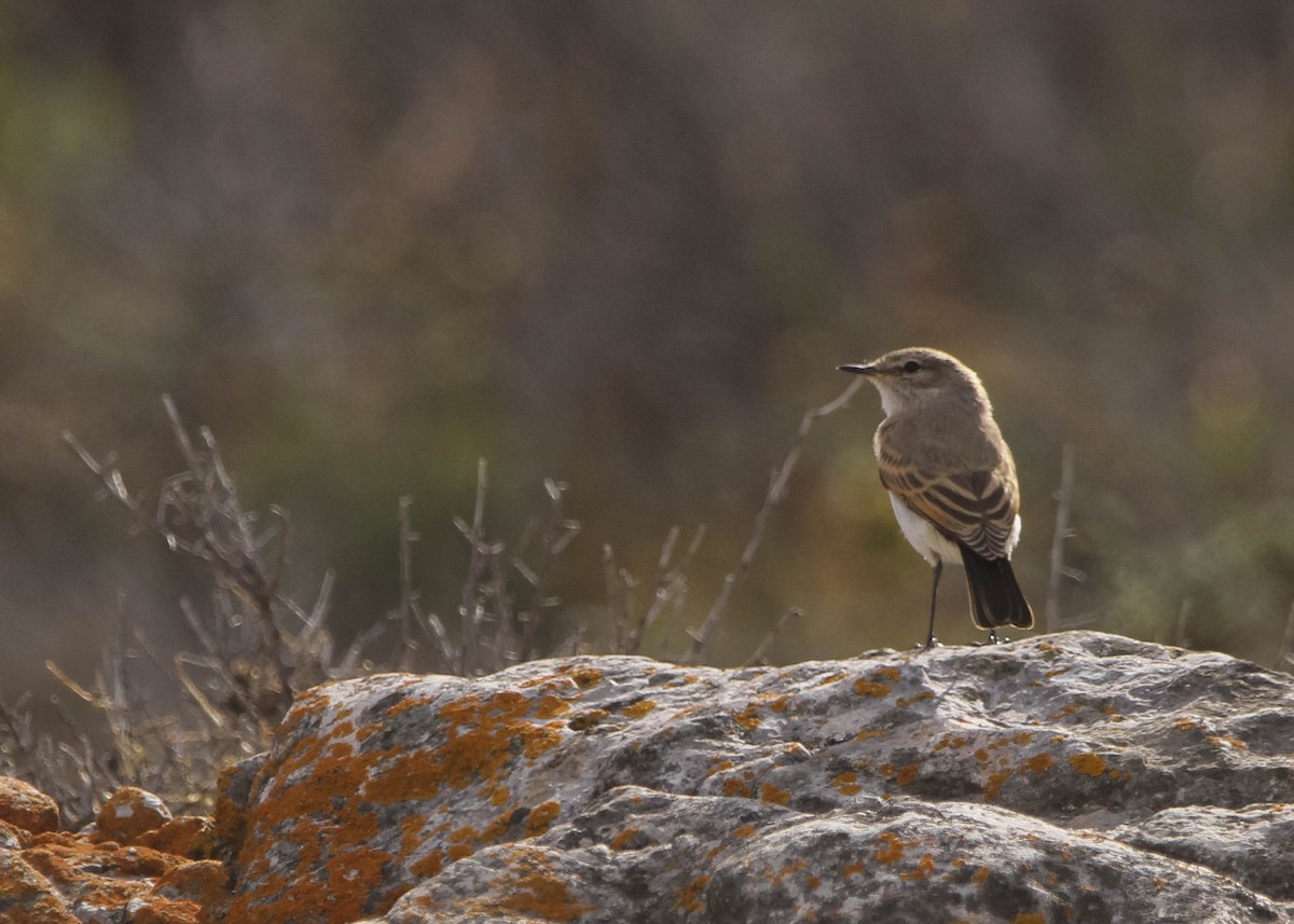 Spot-billed Ground-Tyrant - ML617994726