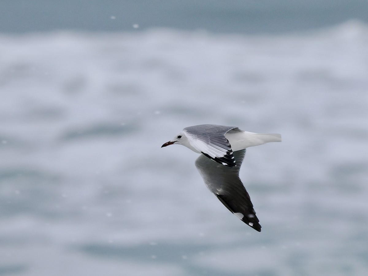 Gaviota Plateada Surafricana - ML617994729