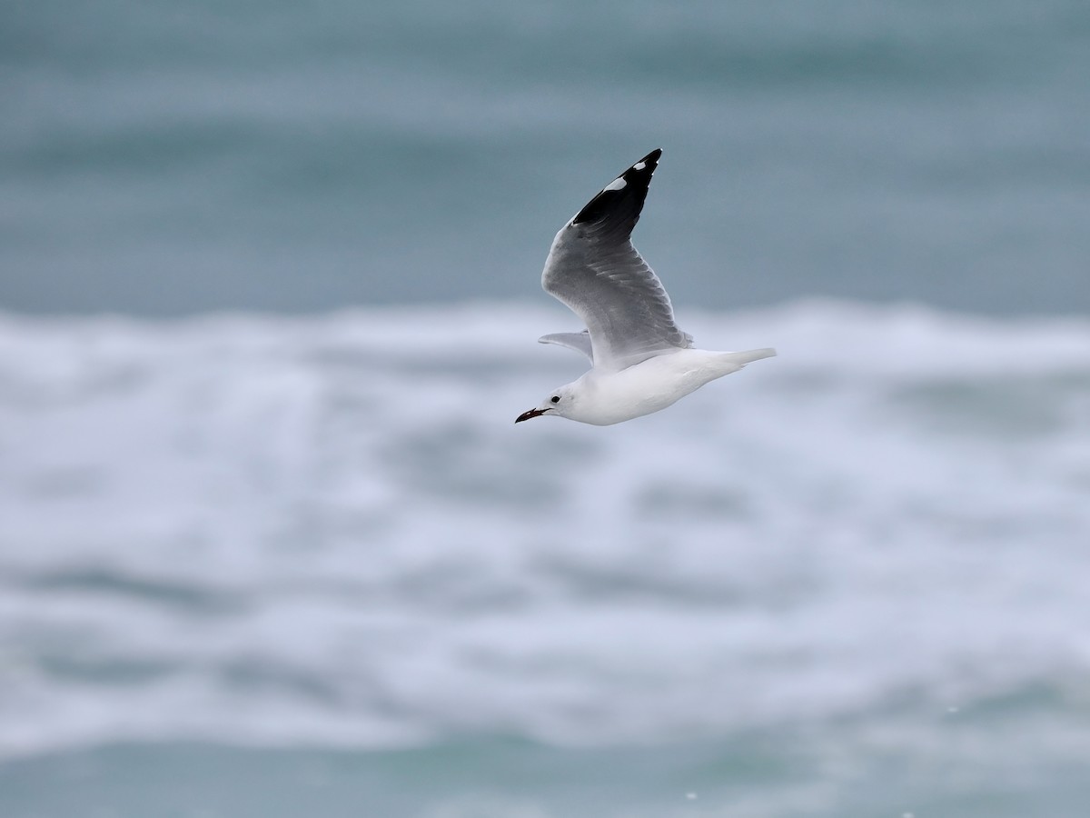 Gaviota Plateada Surafricana - ML617994730