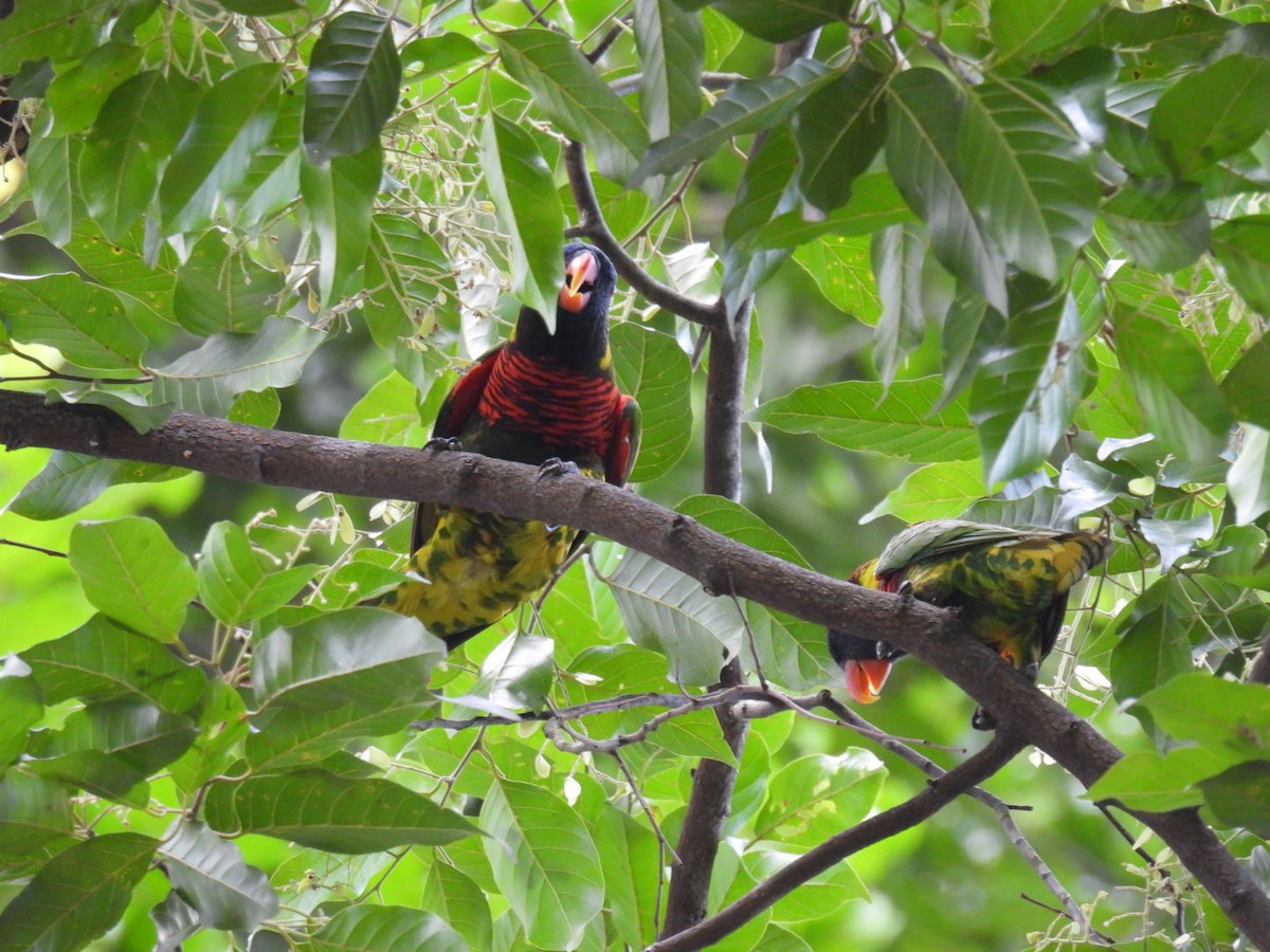 新幾內亞彩虹吸蜜鸚鵡 - ML617994732