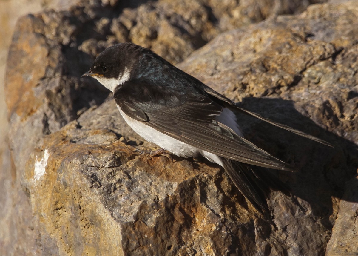 Chilean Swallow - ML617994750