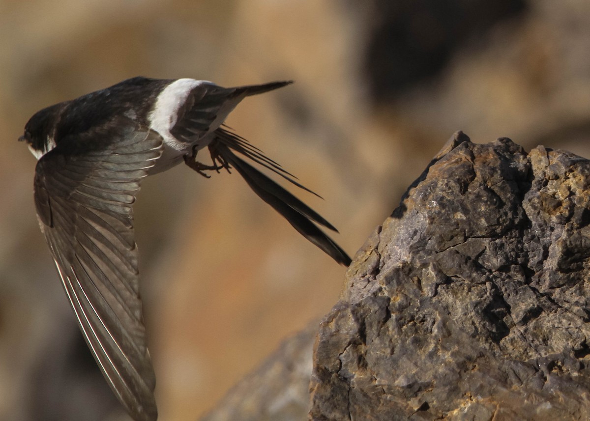 Chilean Swallow - Miguel Avalos