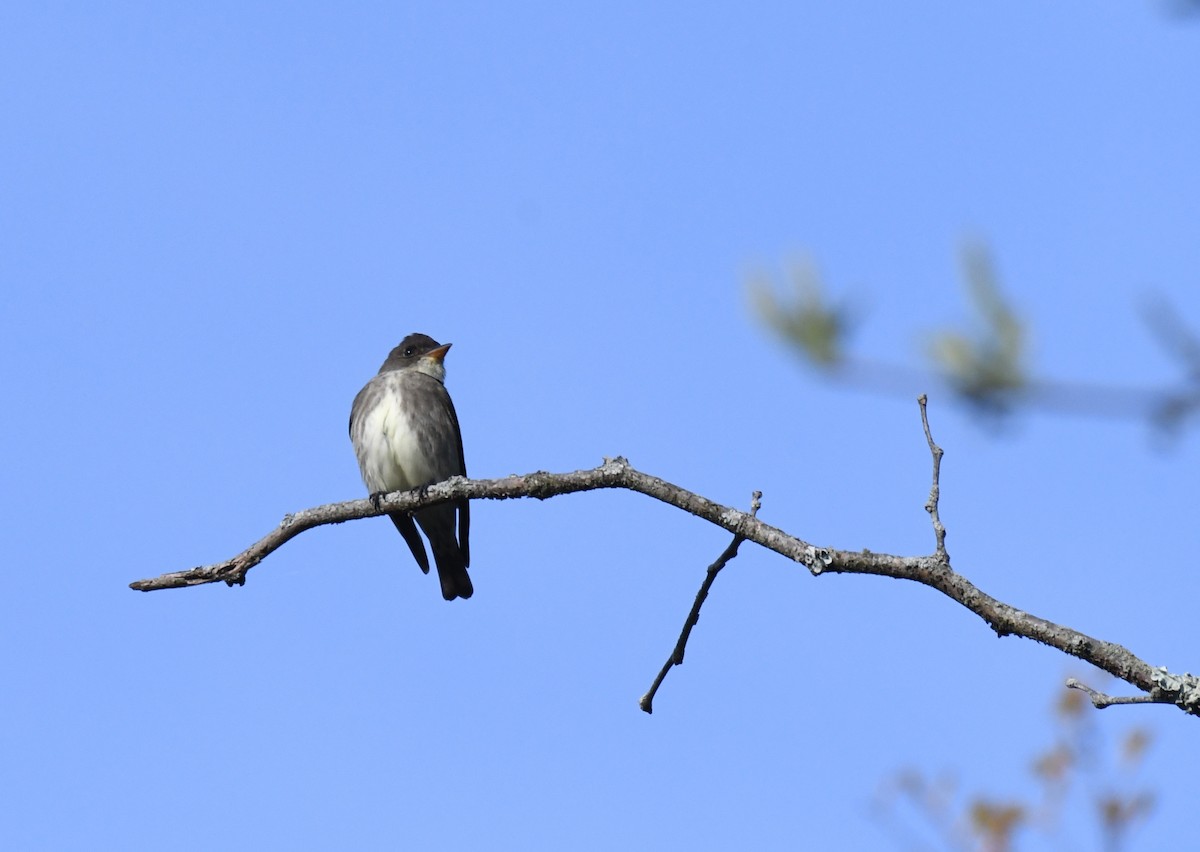 Olive-sided Flycatcher - Tina Rosier