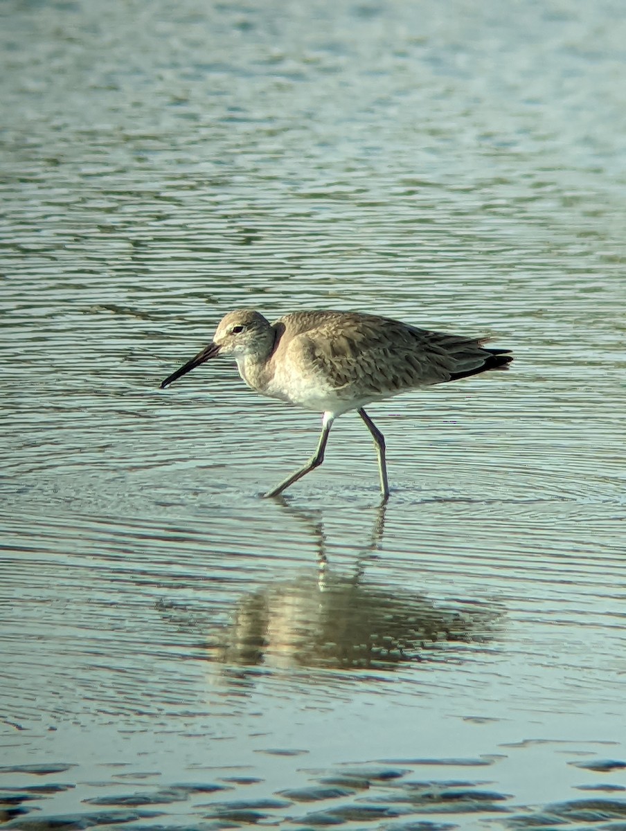 Willet - ML617994779