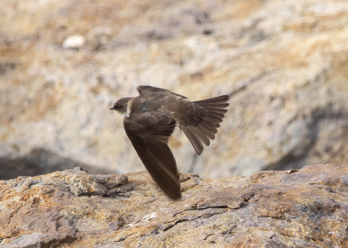 Golondrina Barranquera - ML617994781