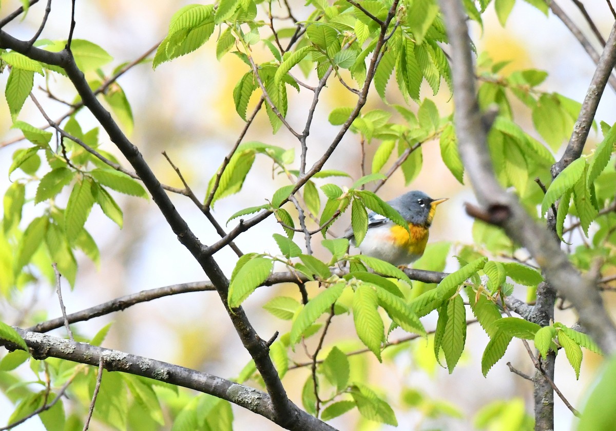 Northern Parula - ML617994790