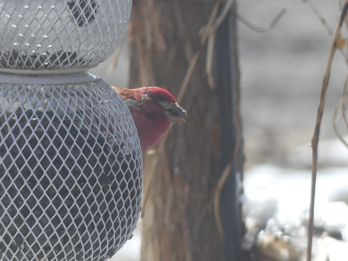 Purple Finch - ML617994801