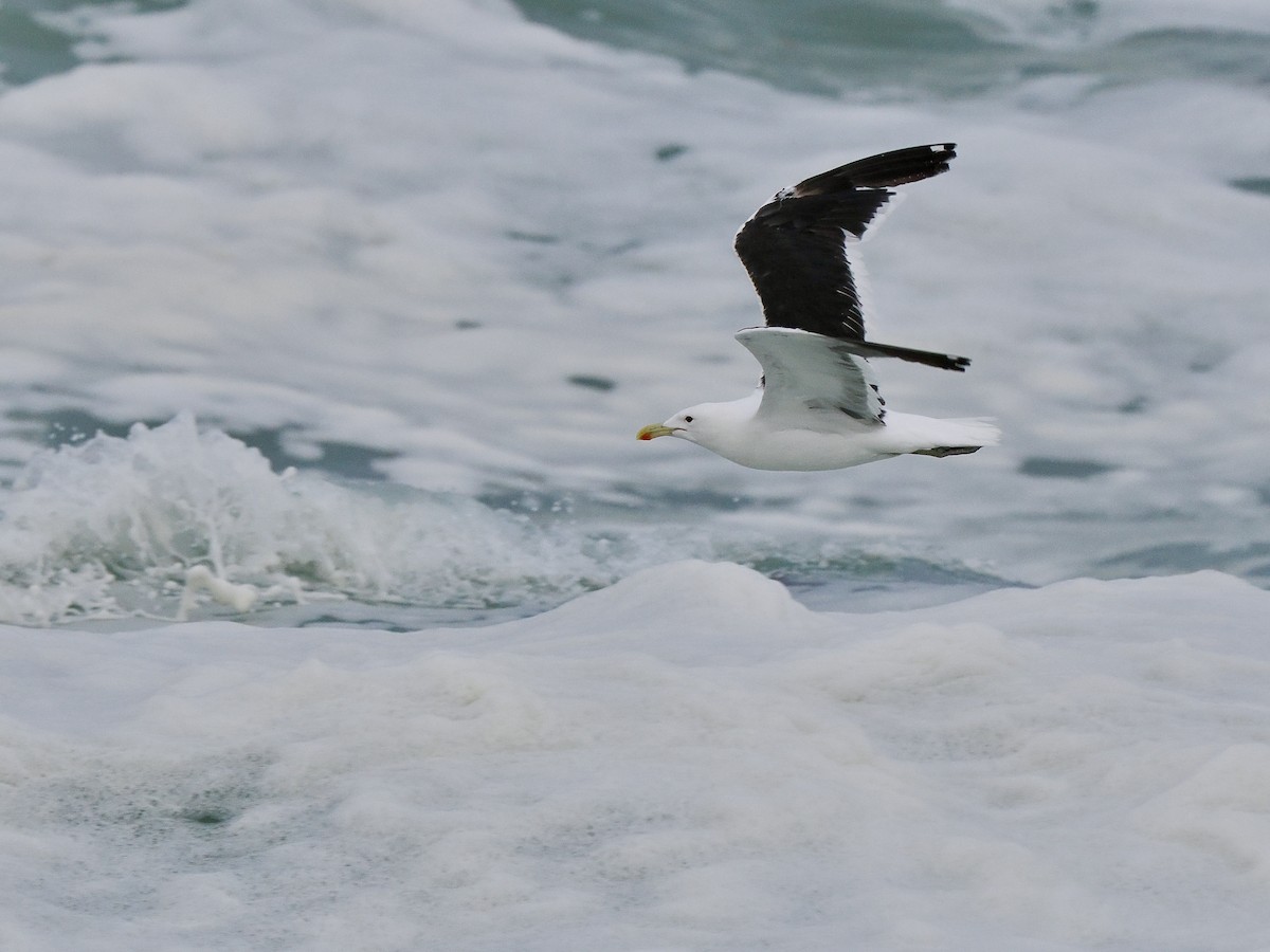Kelp Gull (vetula) - Gabriel Willow
