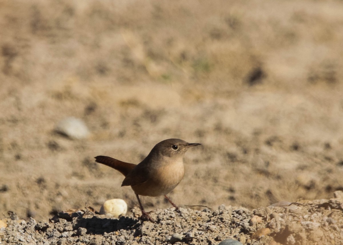 House Wren - ML617994853