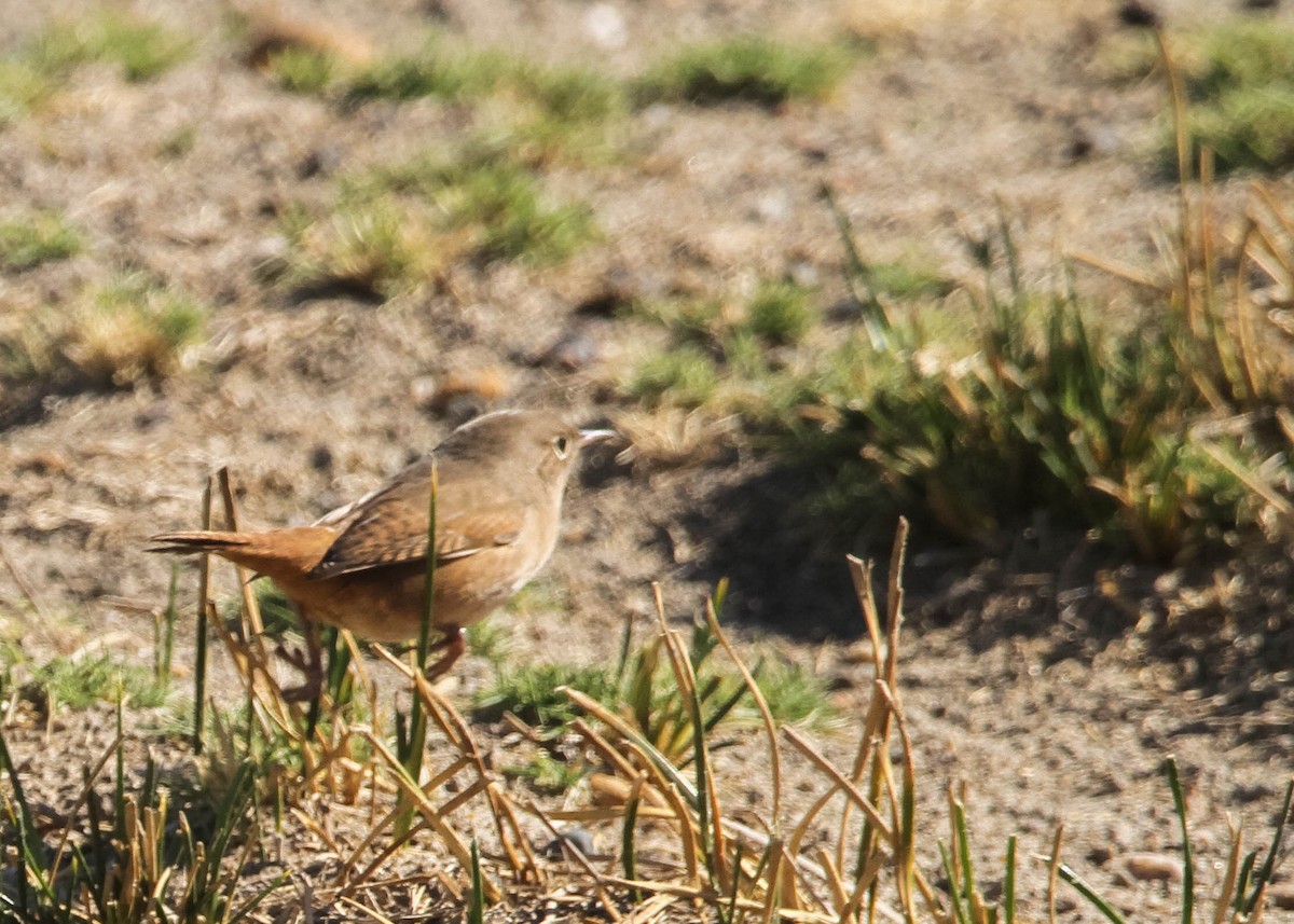 House Wren - ML617994855