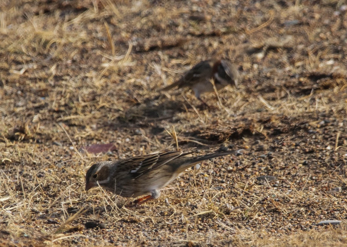 Mourning Sierra Finch - ML617994875