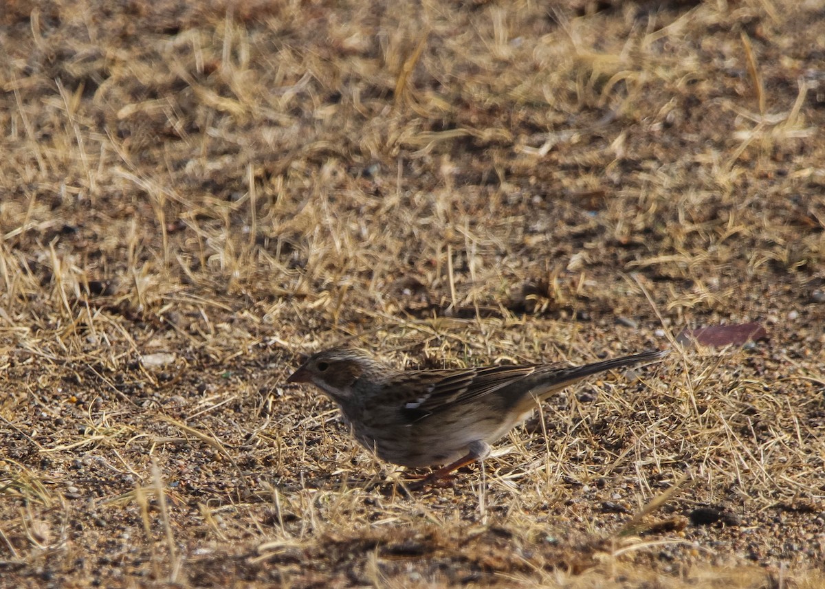 Mourning Sierra Finch - ML617994877