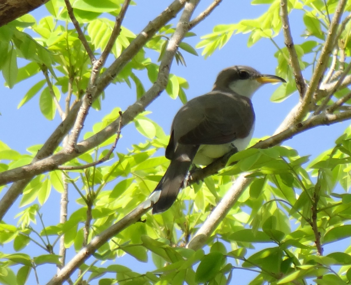 Pearly-breasted Cuckoo - Eduardo Correa