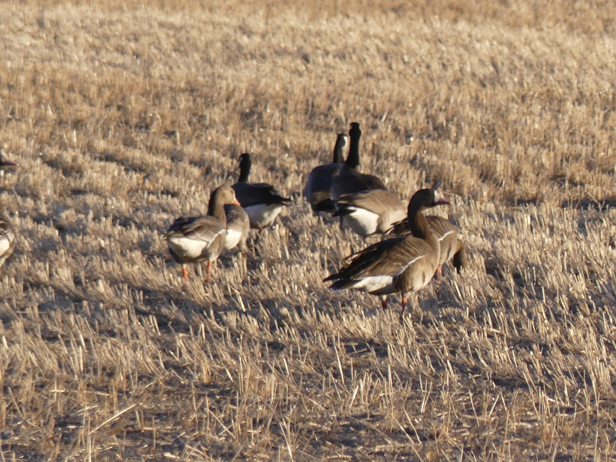 Greater White-fronted Goose - ML617994897