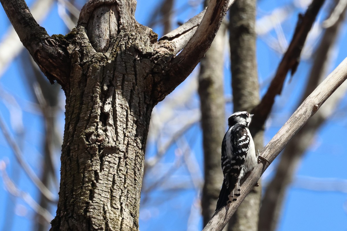 Downy Woodpecker - ML617994947